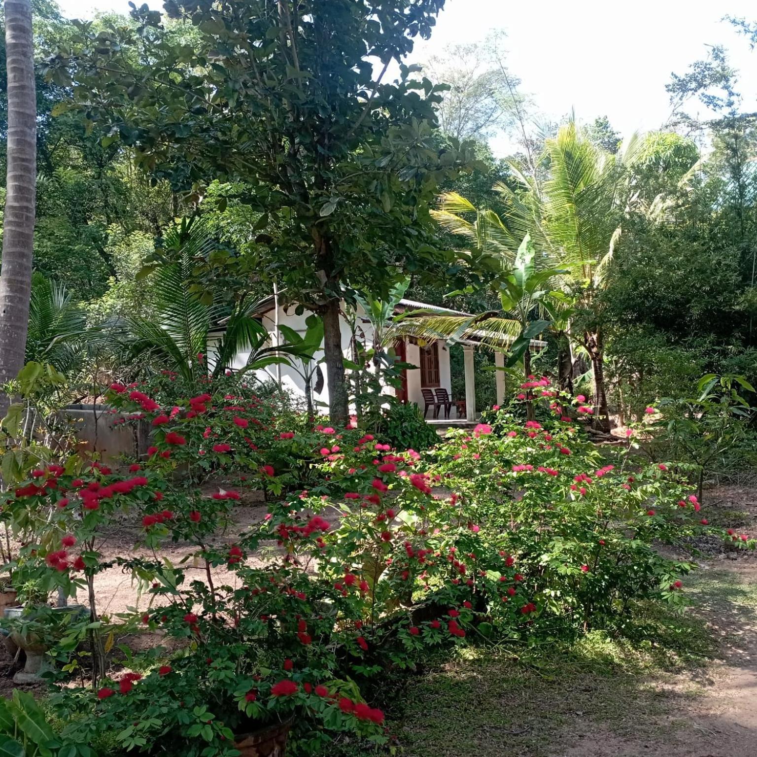 Sanjana Home Stay Habarana Zewnętrze zdjęcie